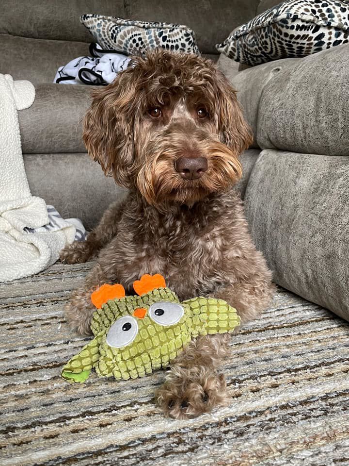 Apollo, submitted by Chandler Pillsbury